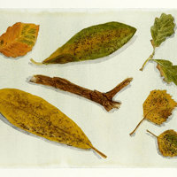 Nature Study watercolour pencils